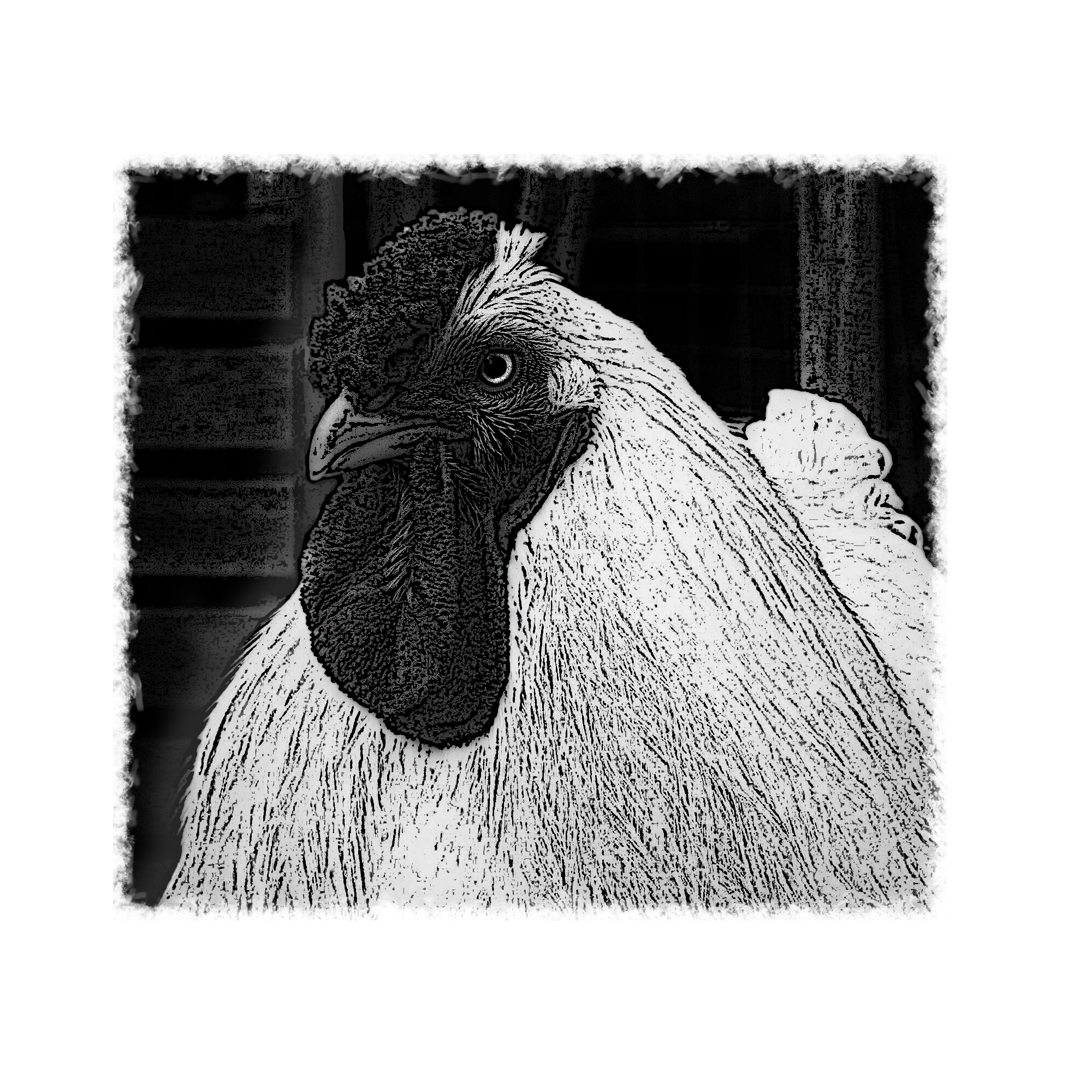 chicken-framed